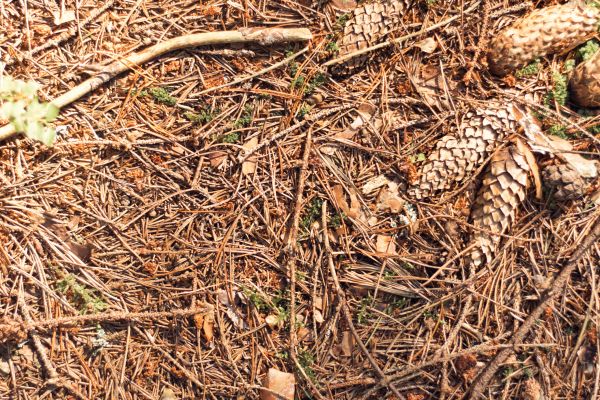 Pine Needles Removal in Palmetto