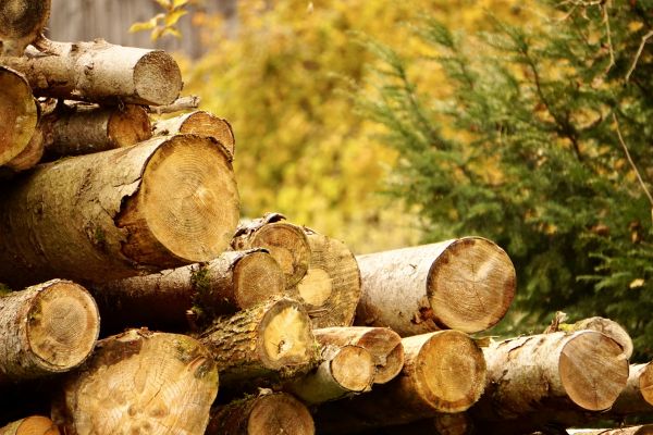 Wood Pile Removal in Palmetto