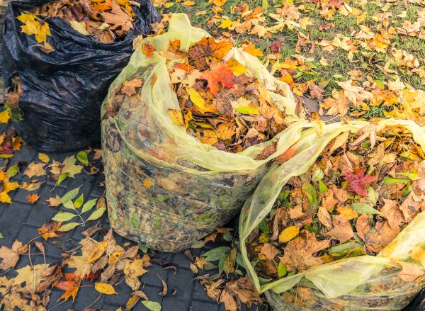 Yard Cleanup Service in Palmetto