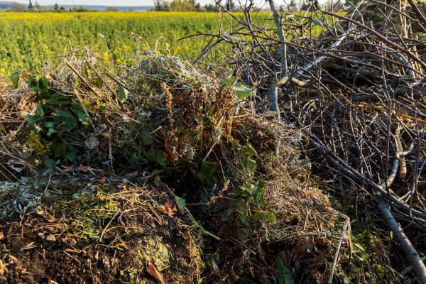 Brush Disposal in Palmetto