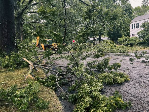 Tree Branch Disposal in Palmetto