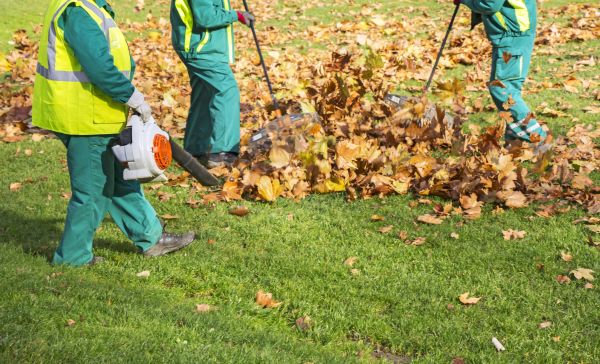 Leaf Maintenance in Palmetto