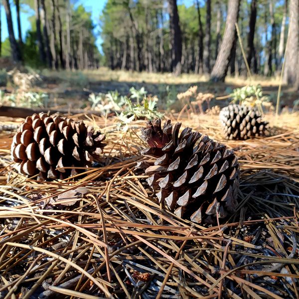 Pine Cone Removal in Palmetto