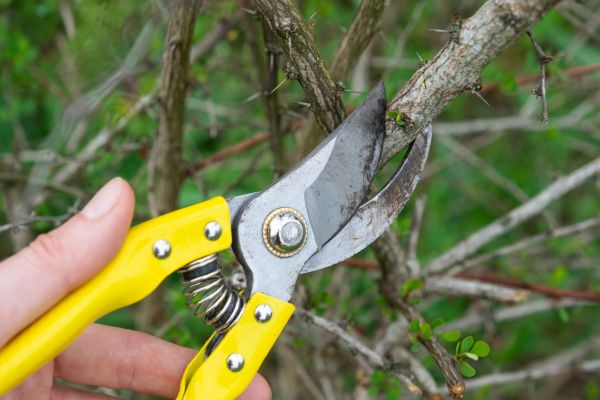 Limbs Removal in Palmetto