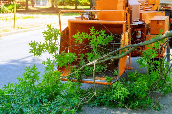 Tree Branches Removal in Palmetto