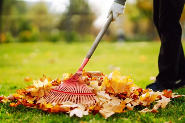 Ditch Leaf Removal in Palmetto