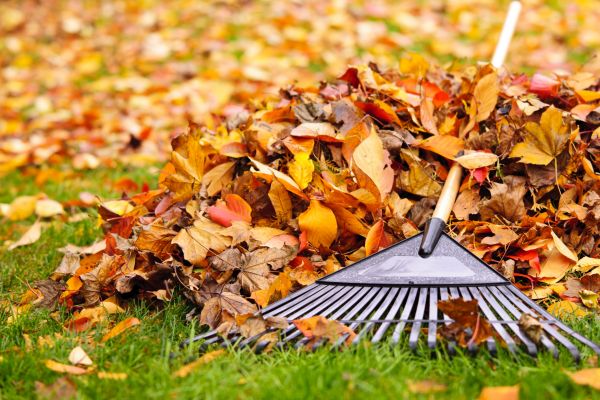 Yard Leaf Removal in Palmetto