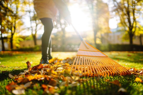 Leaves Raking in Palmetto