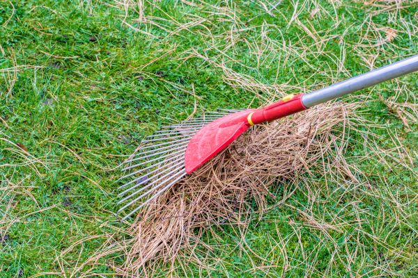 Yard Raking in Palmetto