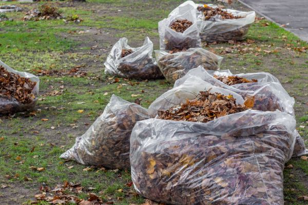 Leaf Pile Disposal in Palmetto