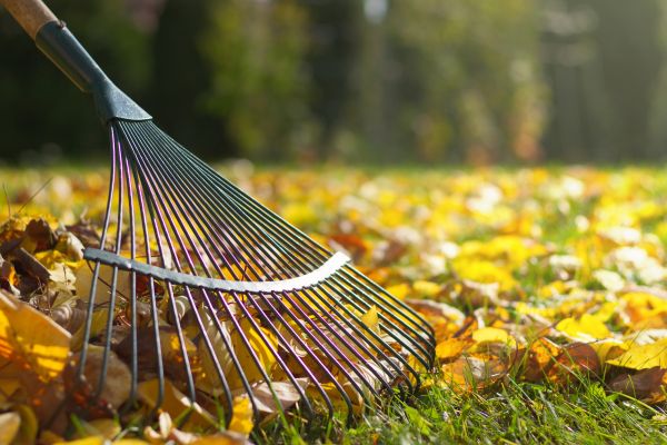 Leaf Removal in Palmetto