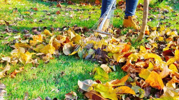 Lawn Cleanup Service in Palmetto