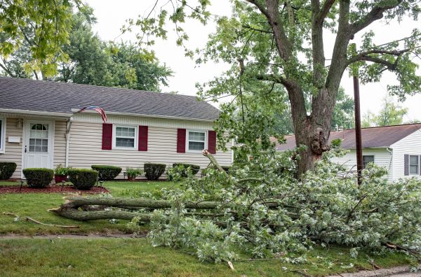 Fallen Branch Removal in Palmetto
